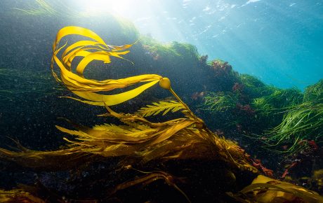 Kelp wafts in an ocean current